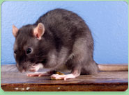 rat control Mossley