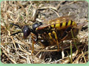 wasp control Mossley